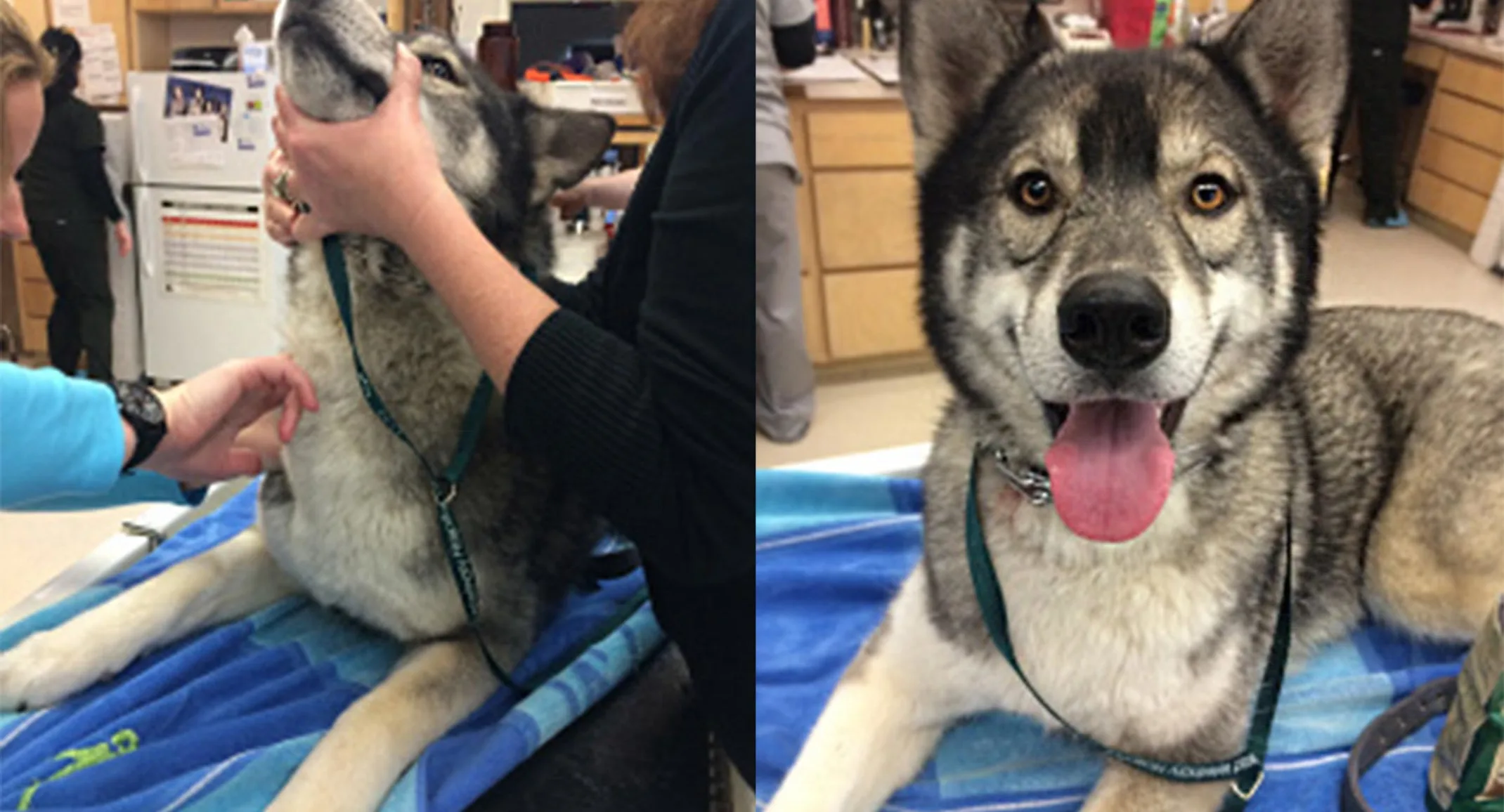 Timber the husky donating blood at Brentwood Veterinary Hospital